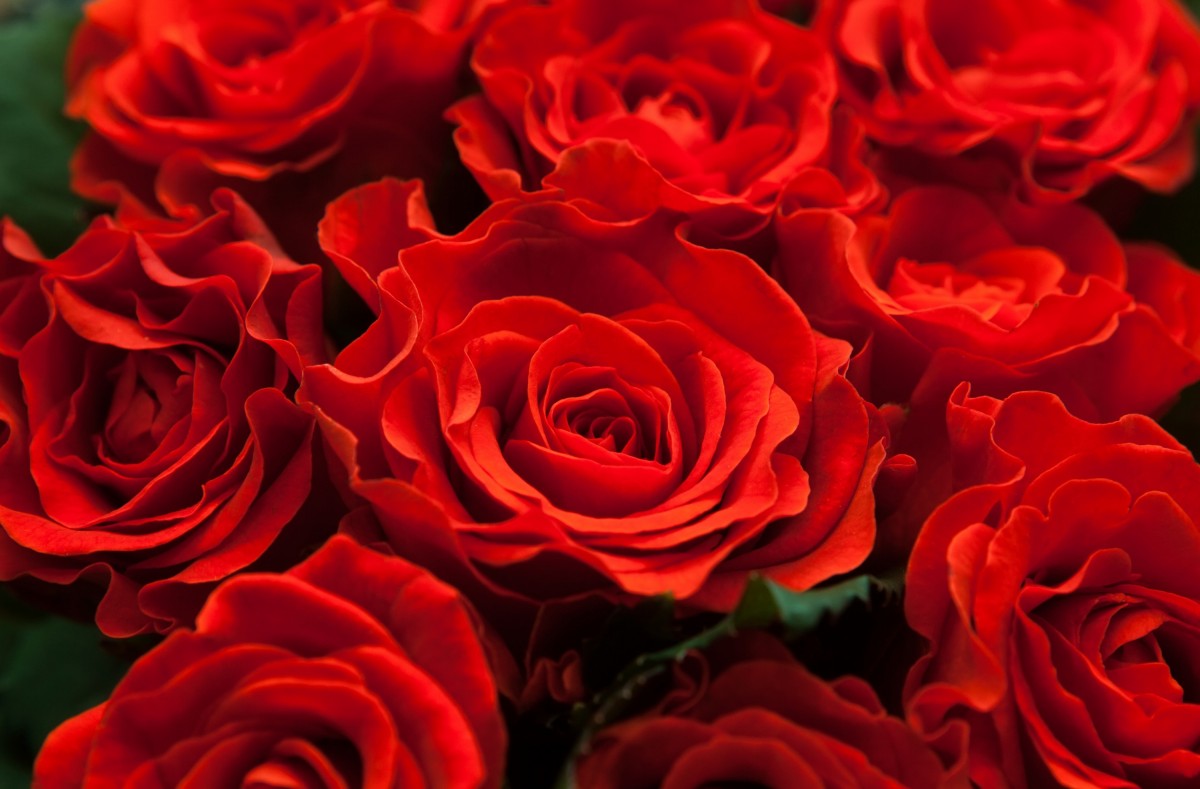 роза красная москва описание