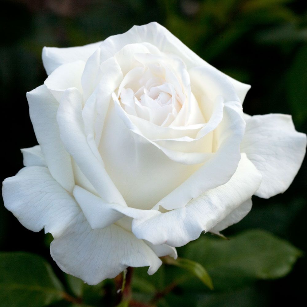 Чайно-гибридная роза Ломоносов (Lomonosov): характеристика, описание с фото, отзывы садоводов - RoseGarden.ru