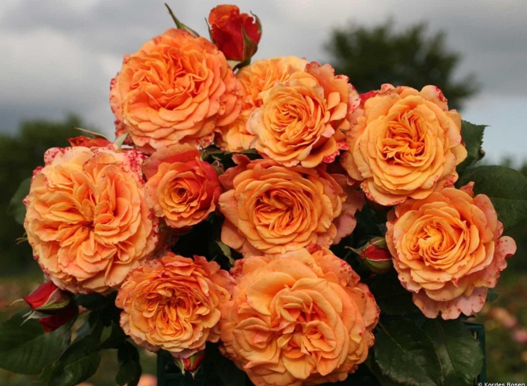Ла Вилла Котта - описание и характеристики розы сорта, фото и отзывы | La Villa Cotta (Shrub Rose)