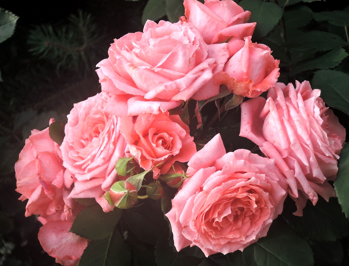 Роза шраб Институт Люмьер (Institut Lumiere) – характеристики, описание и фото сорта, отзывы садоводов