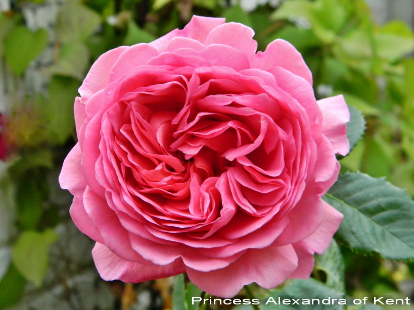 Роза принцесса александра оф кент фото и описание