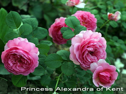 Роза Принцесса Александра Фото И Описание Отзывы