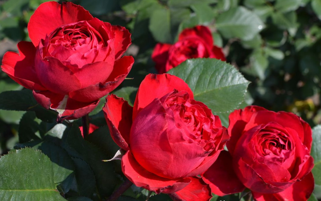 Роза Травиата (Traviata): характеристики, описание, фото и отзывы садоводов