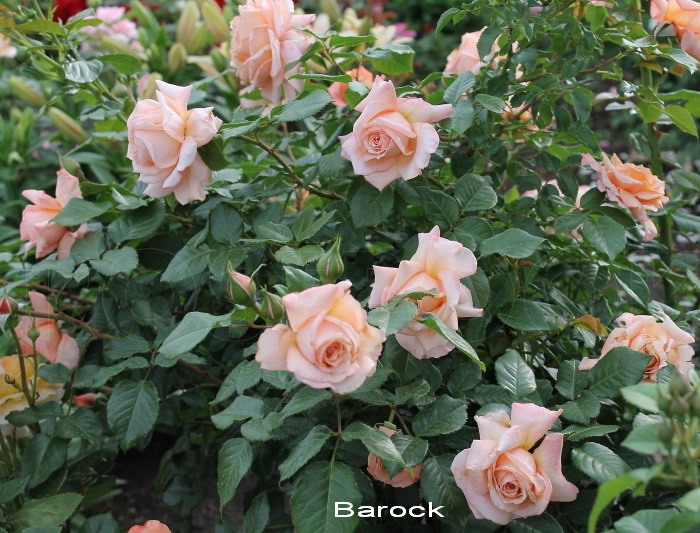 Роза Барок Отзывы Фото