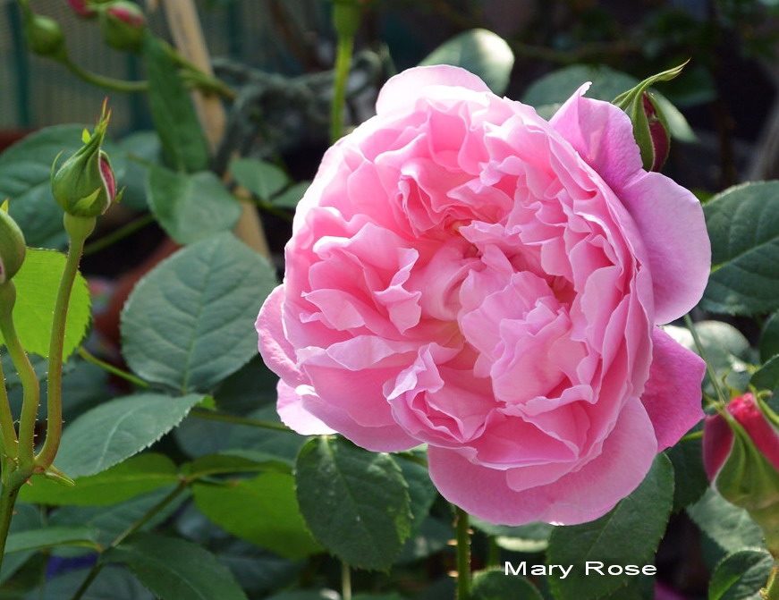 Роза аленушка фото и описание