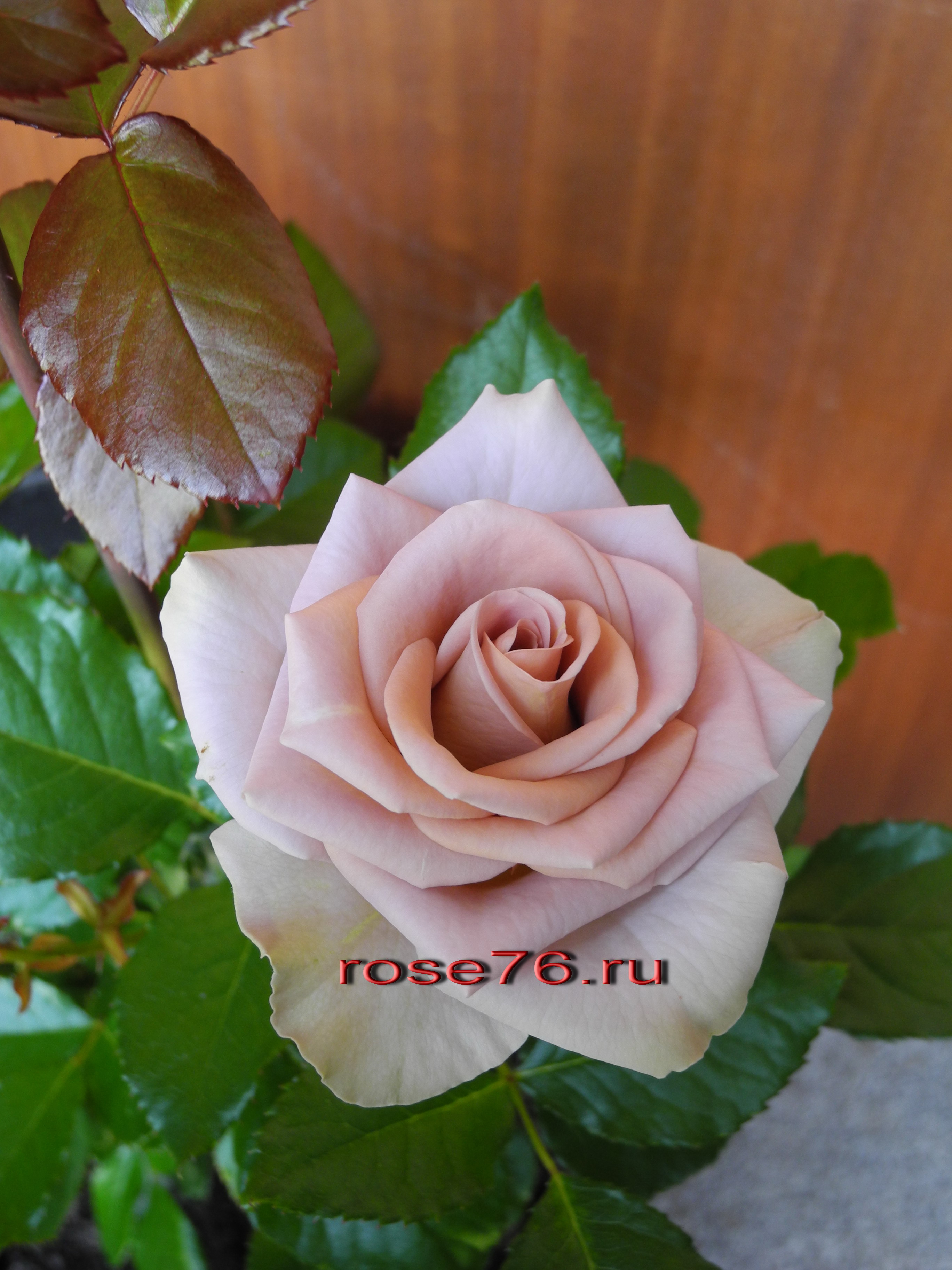 Саженцы роз подмосковье. Ароматные розы сорта. Подмосковные розы. Розы Подмосковные сорта. Розы Фокино.