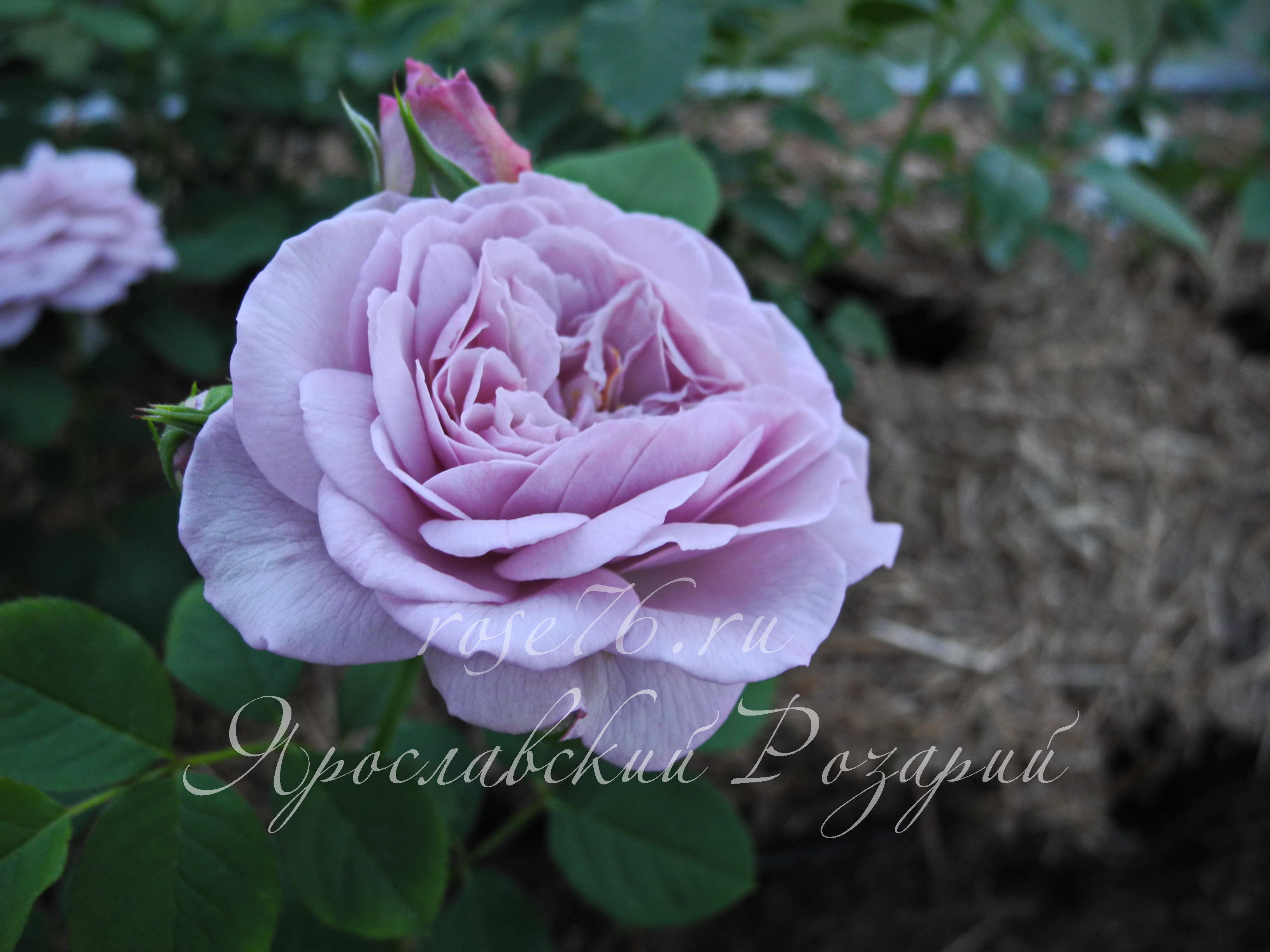 Розы Купить В Питомниках Московской Области